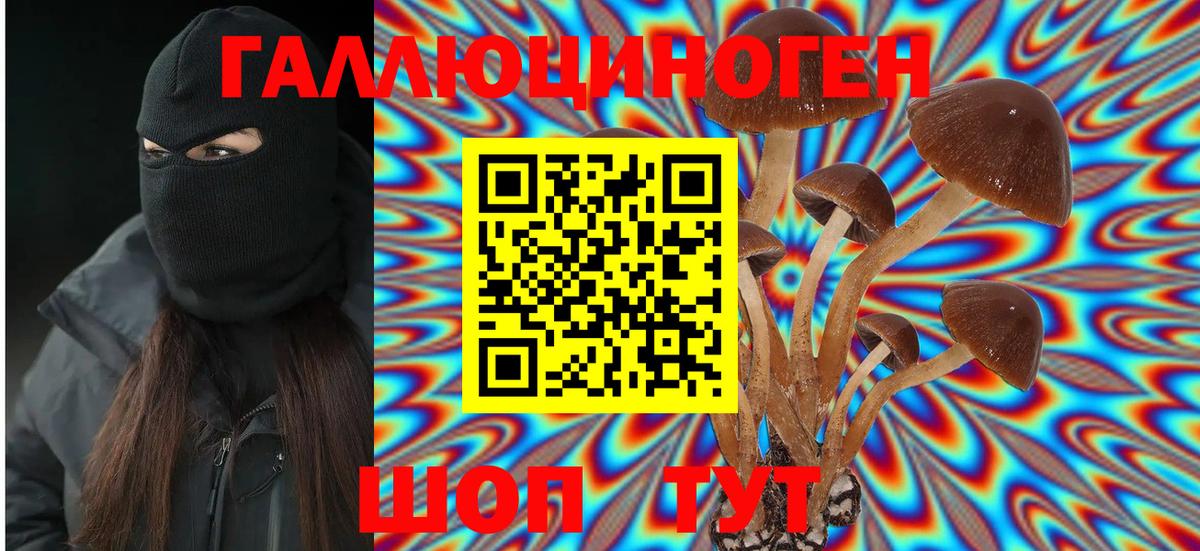 Псилоцибиновые грибы Psilocybine cubensis Котовск
